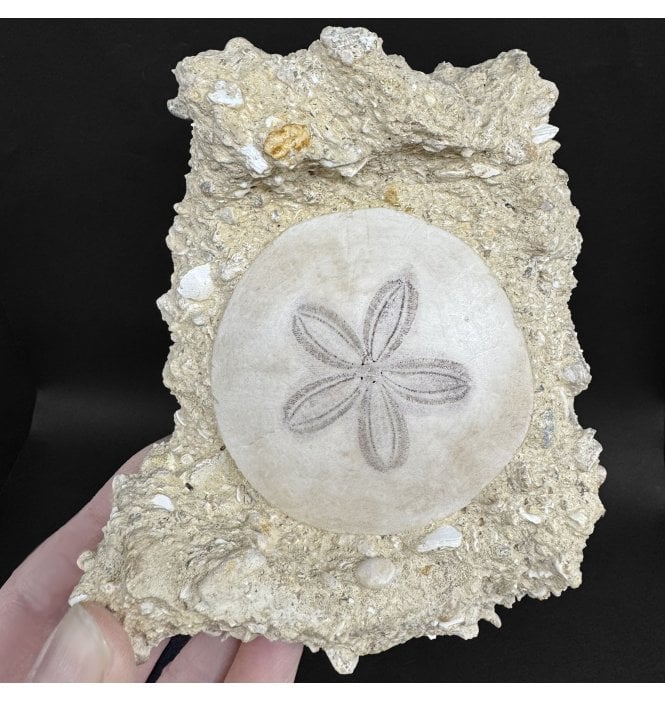 Miocene Fossil Sand Dollar (Sea Urchin) from Bordeaux, France (SKU OF4366):- Parascutella faujasi