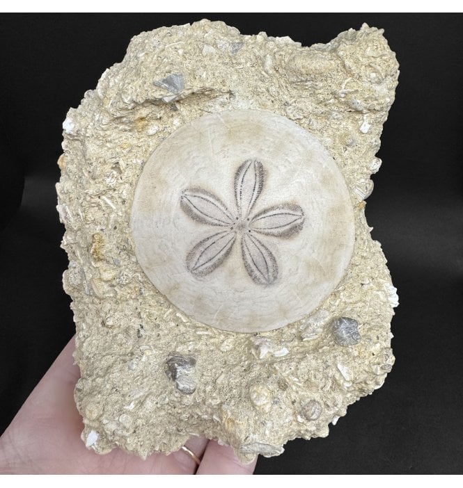 Miocene Fossil Sand Dollar (Sea Urchin) from Bordeaux, France (SKU OF4369):- Parascutella faujasi