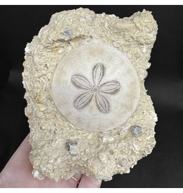Miocene Fossil Sand Dollar (Sea Urchin) from Bordeaux, France (SKU OF4369):- Parascutella faujasi