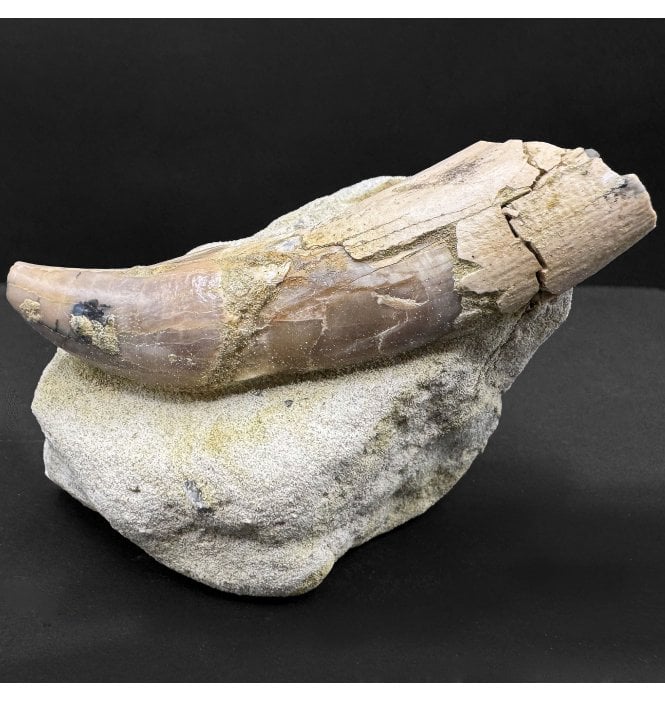 Miocene Fossil Sea Lion Tooth from Shark Tooth Hill, Bakersfield, California, USA (SKU V8314):- Allodesmus kernensis