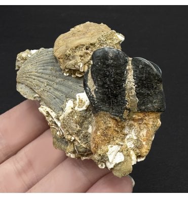 Miocene Manatee Molar Tooth from Bakersfield, California, USA (SKU V6056):- Desmostylus hesperus