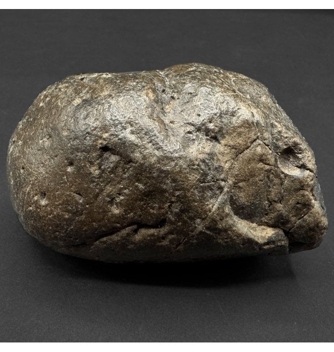 Miocene ‘Megalodon’ Shark Coprolite (Poo) from South Carolina, USA (SKU V8904):- Otodus (Carcharocles) megalodon