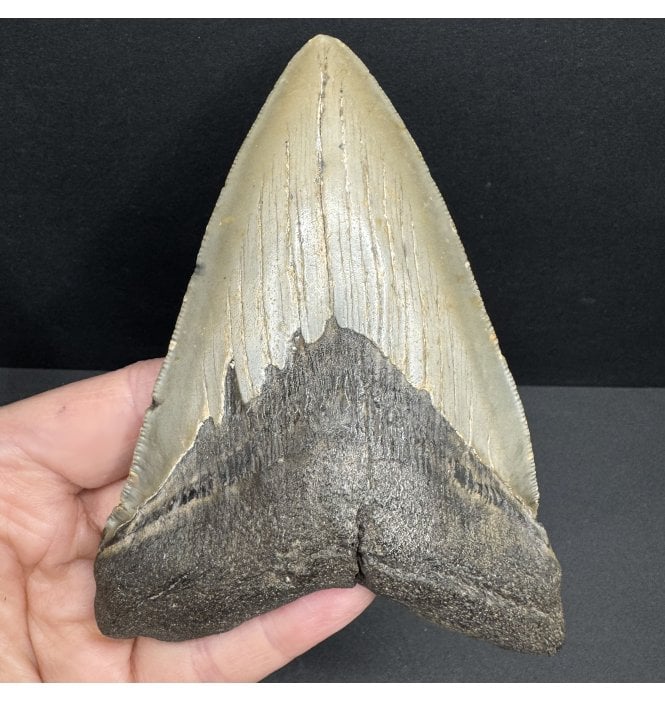 Miocene ‘Megalodon’ Shark Tooth from South Carolina, USA (SKU V7606):- Otodus (Carcharocles) megalodon