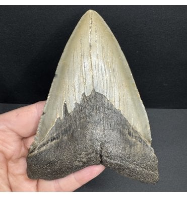 Miocene ‘Megalodon’ Shark Tooth from South Carolina, USA (SKU V7606):- Otodus (Carcharocles) megalodon