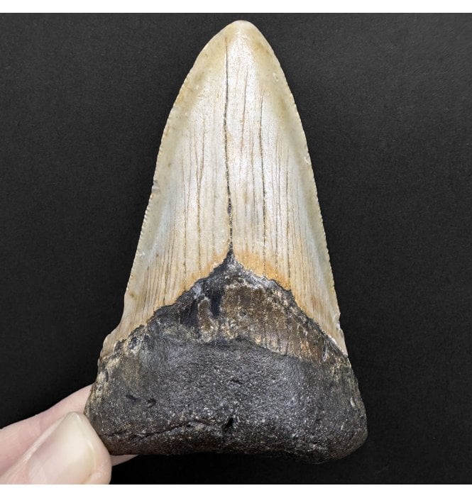 Miocene ‘Megalodon’ Shark Tooth from South Carolina, USA (SKU V8710):- Otodus (Carcharocles) megalodon