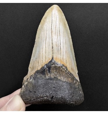 Miocene ‘Megalodon’ Shark Tooth from South Carolina, USA (SKU V8710):- Otodus (Carcharocles) megalodon