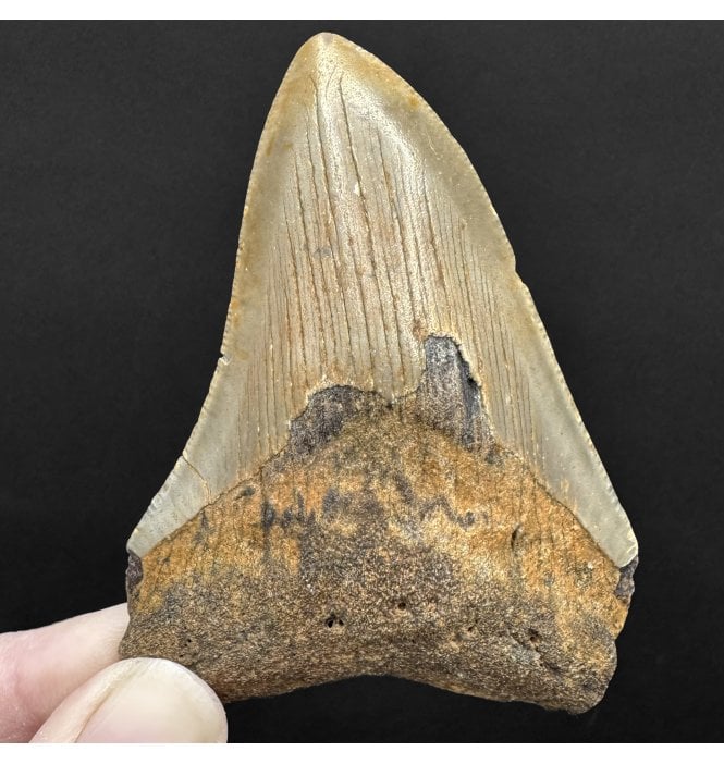 Miocene ‘Megalodon’ Shark Tooth from South Carolina, USA (SKU V8781):- Otodus (Carcharocles) megalodon