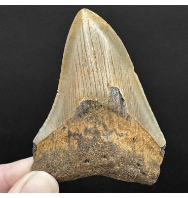 Miocene ‘Megalodon’ Shark Tooth from South Carolina, USA (SKU V8781):- Otodus (Carcharocles) megalodon