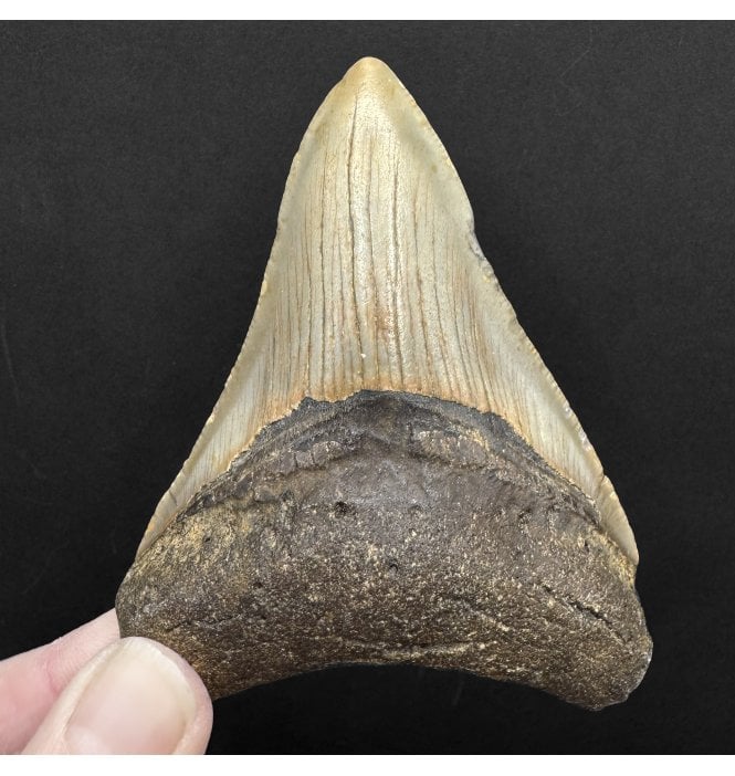 Miocene ‘Megalodon’ Shark Tooth from South Carolina, USA (SKU V8782):- Otodus (Carcharocles) megalodon