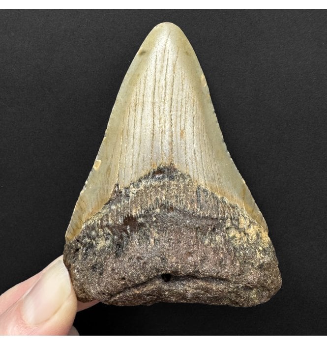 Miocene ‘Megalodon’ Shark Tooth from South Carolina, USA (SKU V8850):- Otodus (Carcharocles) megalodon