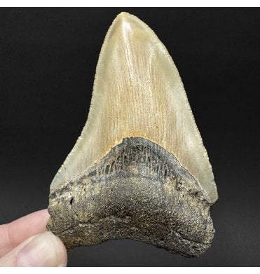 Miocene ‘Megalodon’ Shark Tooth from South Carolina, USA (SKU V9077):- Otodus (Carcharocles) megalodon