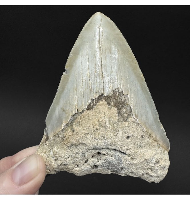 Miocene ‘Megalodon’ Shark Tooth from South Carolina, USA (SKU V9079):- Otodus (Carcharocles) megalodon