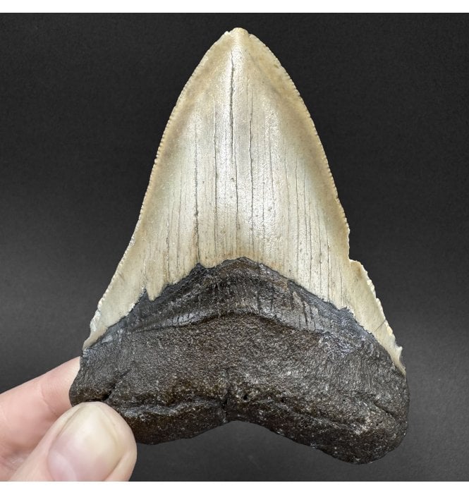 Miocene ‘Megalodon’ Shark Tooth from South Carolina, USA (SKU V9081):- Otodus (Carcharocles) megalodon