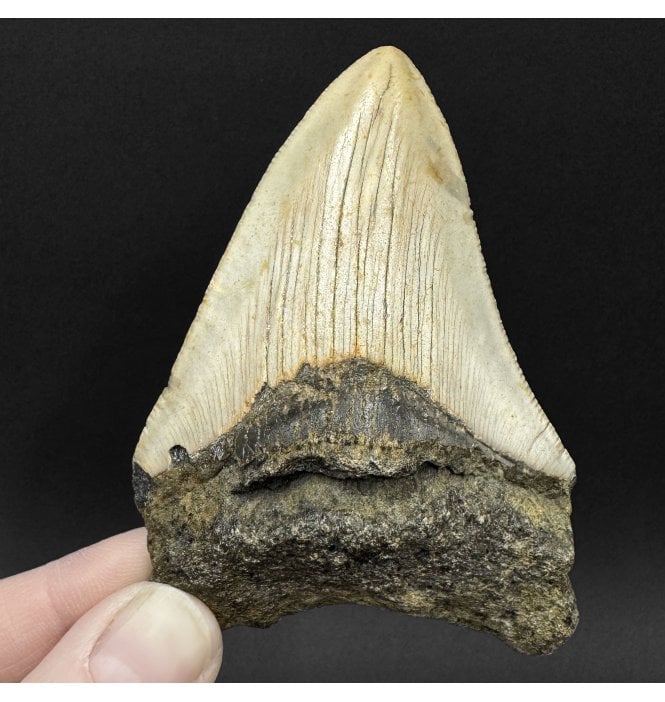 Miocene ‘Megalodon’ Shark Tooth from South Carolina, USA (SKU V9091):- Otodus (Carcharocles) megalodon
