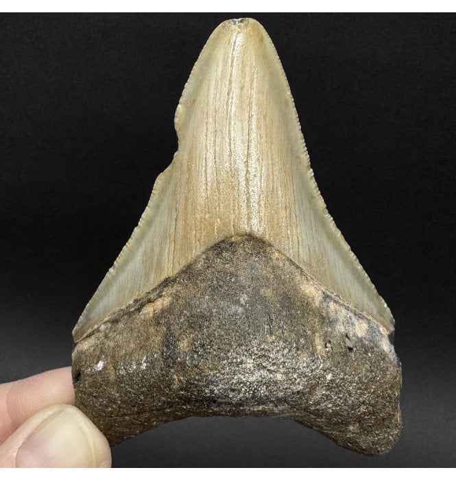 Miocene ‘Megalodon’ Shark Tooth from South Carolina, USA (SKU V9092):- Otodus (Carcharocles) megalodon