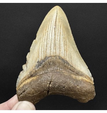 Miocene ‘Megalodon’ Shark Tooth from South Carolina, USA (SKU V9093):- Otodus (Carcharocles) megalodon