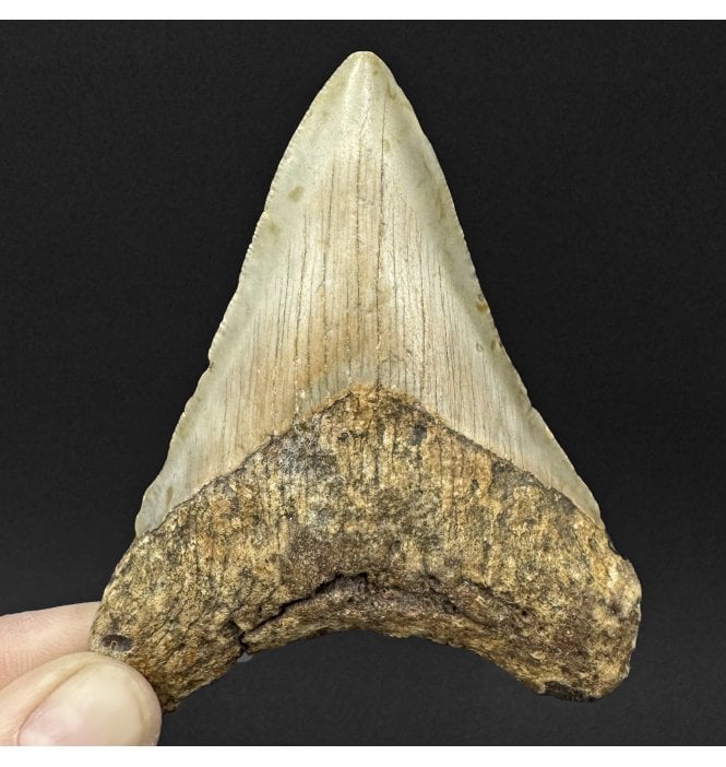 Miocene ‘Megalodon’ Shark Tooth from South Carolina, USA (SKU V9100):- Otodus (Carcharocles) megalodon