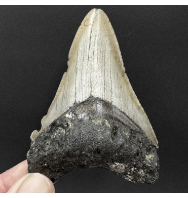 Miocene ‘Megalodon’ Shark Tooth from South Carolina, USA (SKU V9120):- Otodus (Carcharocles) megalodon
