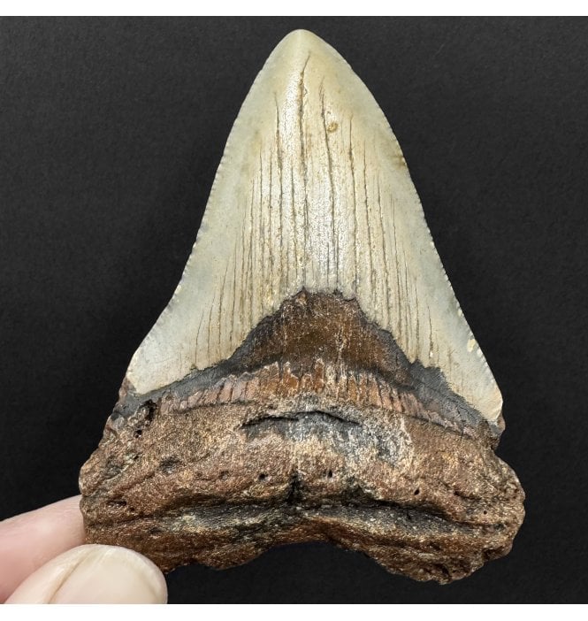 Miocene ‘Megalodon’ Shark Tooth from South Carolina, USA (SKU V9121):- Otodus (Carcharocles) megalodon