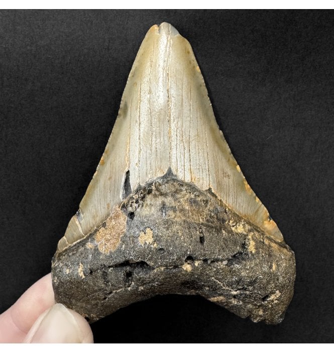 Miocene ‘Megalodon’ Shark Tooth from South Carolina, USA (SKU V9126):- Otodus (Carcharocles) megalodon