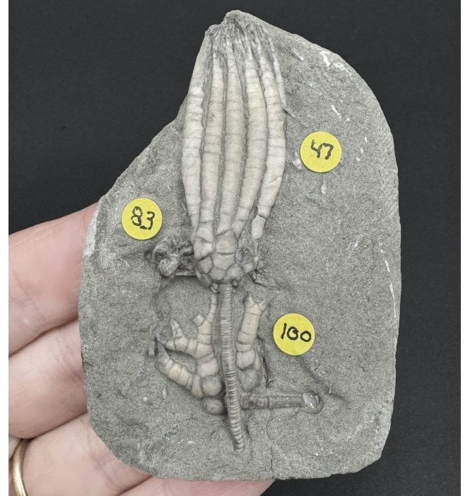 Mississippian, Carboniferous Crinoid Cluster from Indiana, USA (SKU OF OF3182):- Scytalocrinus decadactylus (47), Taxocrinus colletti (83) and Cyathocrinites iowensus (100)