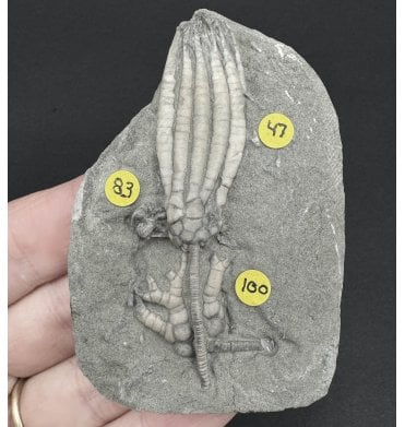Mississippian, Carboniferous Crinoid Cluster from Indiana, USA (SKU OF OF3182):- Scytalocrinus decadactylus (47), Taxocrinus colletti (83) and Cyathocrinites iowensus (100)