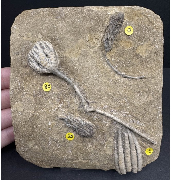 Mississippian, Carboniferous Crinoid Cluster from Indiana, USA (SKU OF OF3218):- Taxocrinus colletti, Pachylocrinus aequalis, Saccosomopsis imperatus, Scytalocrinus decadactylus