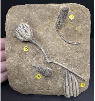 Mississippian, Carboniferous Crinoid Cluster from Indiana, USA (SKU OF OF3218):- Taxocrinus colletti, Pachylocrinus aequalis, Saccosomopsis imperatus, Scytalocrinus decadactylus