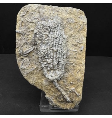 Mississippian, Carboniferous Crinoid from Alabama, USA (SKU OF OF4258):- Dasciocrinus spinosus