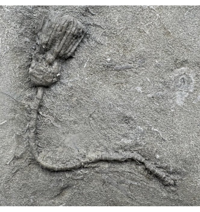 Mississippian, Carboniferous Crinoid from Illinois, USA (SKU OF OF2984):- Hylodecrinus sp.