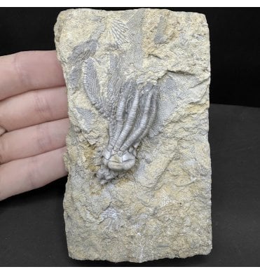 Mississippian, Carboniferous Crinoid from Illinois, USA (SKU OF OF4283):- Phanocrinus sp. Indet.