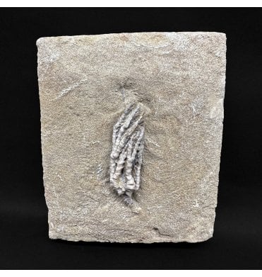 Mississippian, Carboniferous Crinoid from Indiana, USA:- Abrotocrinus manus (SKU OF4270)