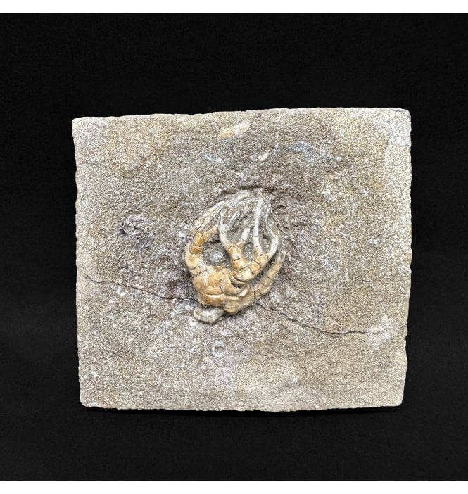 Mississippian, Carboniferous Crinoid from Indiana, USA:- Cyathocrinus iowensis (SKU OF4271)