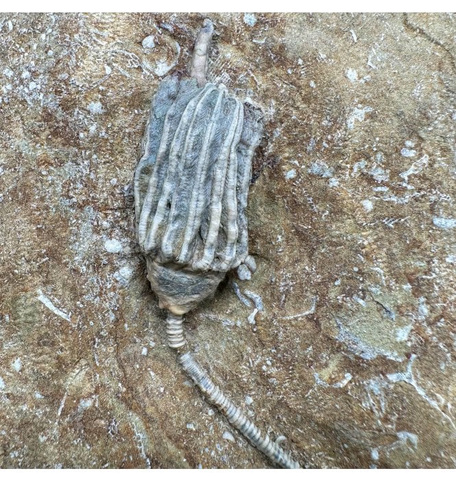 Mississippian, Carboniferous Crinoid from Indiana, USA:- Macrocrinus mundulus (SKU OF4270)