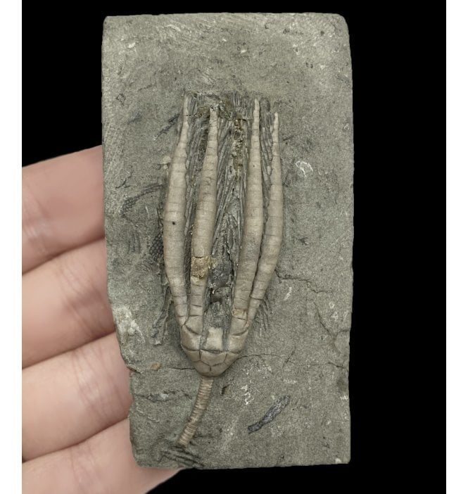 Mississippian, Carboniferous Crinoid from Indiana, USA (SKU OF OF2710):- Scytalcrinus robustus