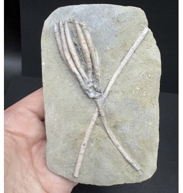 Mississippian, Carboniferous Crinoid from Indiana, USA (SKU OF OF3525):- Scytalocrinus decadactylus