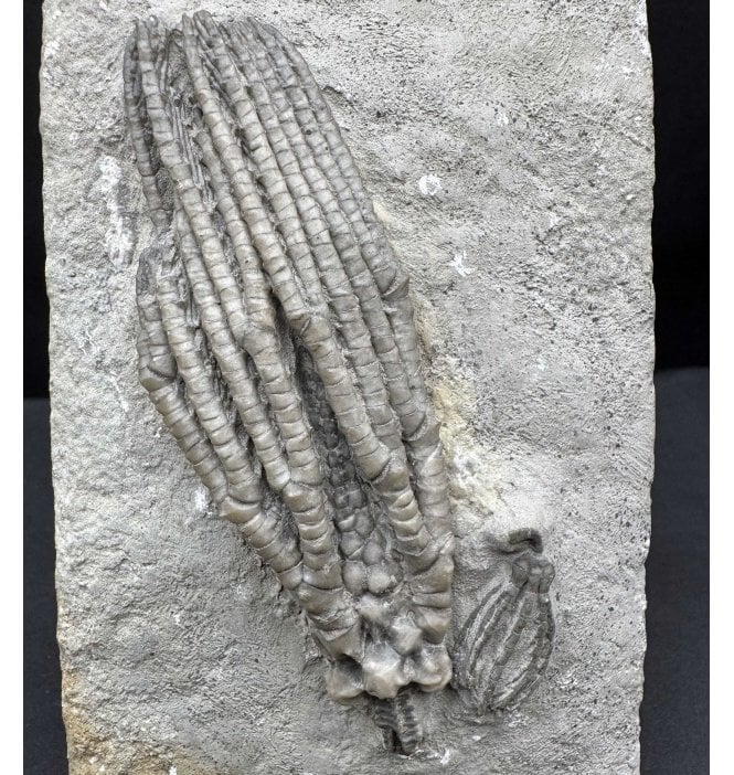 Mississippian, Carboniferous Crinoid from Indiana, USA (SKU OF OF3885):- Hylodecrinus sculptus and Scytalocrinus disparalis