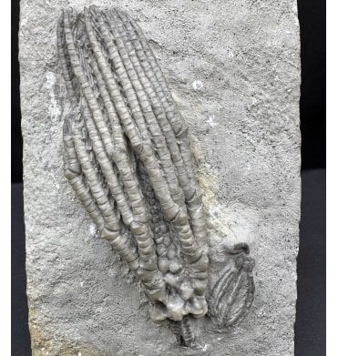 Mississippian, Carboniferous Crinoid from Indiana, USA (SKU OF OF3885):- Hylodecrinus sculptus and Scytalocrinus disparalis