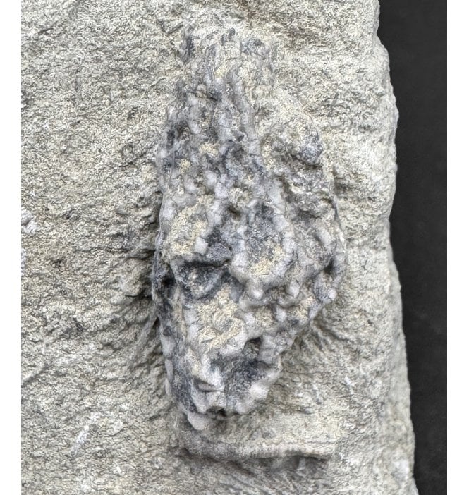 Mississippian, Carboniferous Crinoid from Indiana, USA (SKU OF OF4117):- Lanecrinus depressus