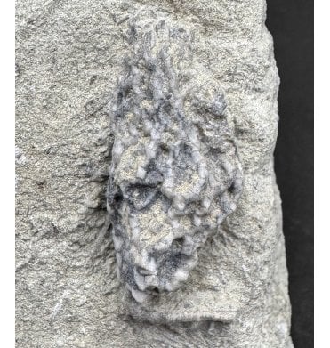 Mississippian, Carboniferous Crinoid from Indiana, USA (SKU OF OF4117):- Lanecrinus depressus