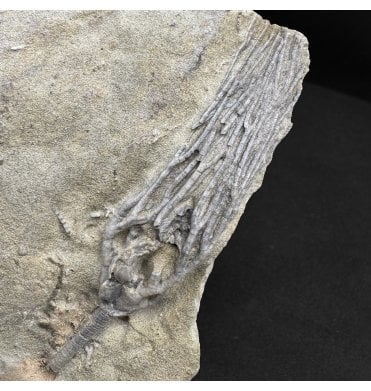 Mississippian, Carboniferous Crinoid from Indiana, USA (SKU OF OF4305):- Saccosomopsis imperatus