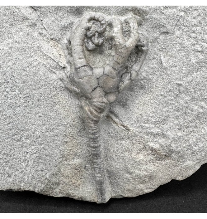 Mississippian, Carboniferous Crinoid from Indiana, USA (SKU OF OF4444):- Taxocrinus colletti
