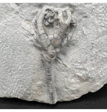 Mississippian, Carboniferous Crinoid from Indiana, USA (SKU OF OF4444):- Taxocrinus colletti