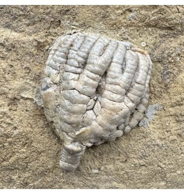 Mississippian, Carboniferous Crinoid from Indiana, USA (SKU OF OF4445):- Taxocrinus colletti