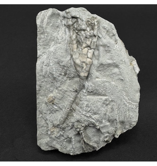 Mississippian, Carboniferous Crinoid from Indiana, USA (SKU OF OF4452):- Hylodecrinus asper