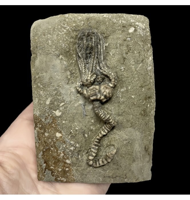 Mississippian, Carboniferous Crinoid from Indiana, USA (SKU OF2106):- Platycrinites brevinodus