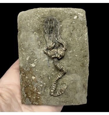 Mississippian, Carboniferous Crinoid from Indiana, USA (SKU OF2106):- Platycrinites brevinodus