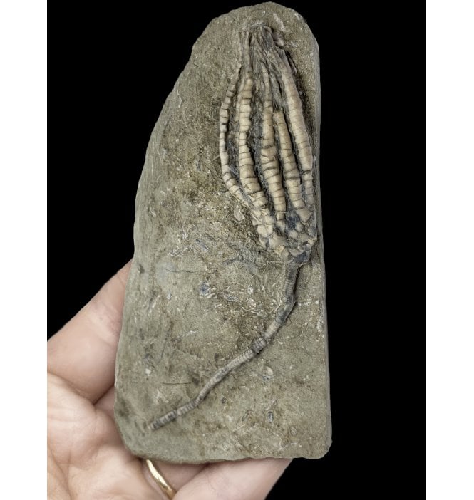 Mississippian, Carboniferous Crinoid from Indiana, USA (SKU OF2107):- Scytalocrinus decadatylus