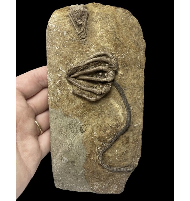 Mississippian, Carboniferous Crinoid from Indiana, USA (SKU OF2108):- Agariocrinus splendens and Macrocrinus mundulus