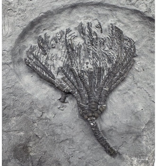 Mississippian, Carboniferous Crinoid from Indiana, USA (SKU OF2796):- Abrotocrinus unicus